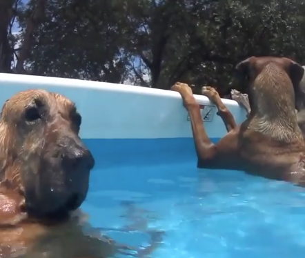 honden in zwembad